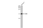 COX4 Antibody in Western Blot (WB)