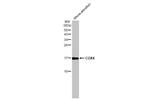 COX4 Antibody in Western Blot (WB)