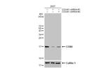 COX4 Antibody in Western Blot (WB)