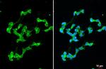 Stargazin Antibody in Immunocytochemistry (ICC/IF)