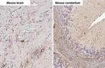 Stargazin Antibody in Immunohistochemistry (Paraffin) (IHC (P))