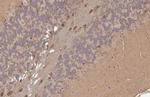 PSAT1 Antibody in Immunohistochemistry (Paraffin) (IHC (P))