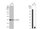 PSAT1 Antibody in Western Blot (WB)