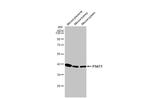 PSAT1 Antibody in Western Blot (WB)