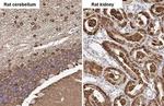 Glutamine Synthetase Antibody in Immunohistochemistry (Paraffin) (IHC (P))