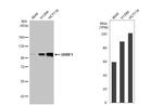 UHRF1 Antibody in Western Blot (WB)