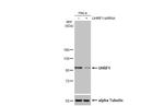 UHRF1 Antibody in Western Blot (WB)