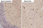 RNF31 Antibody in Immunohistochemistry (Paraffin) (IHC (P))