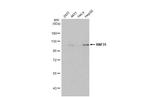 RNF31 Antibody in Western Blot (WB)