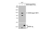 RNF31 Antibody in Western Blot (WB)