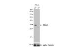 SNAIL Antibody in Western Blot (WB)