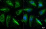 RPL32 Antibody in Immunocytochemistry (ICC/IF)