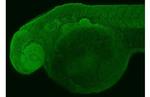 RPL32 Antibody in Immunohistochemistry (IHC)