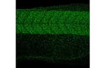 RPL32 Antibody in Immunohistochemistry (IHC)