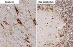 RPL32 Antibody in Immunohistochemistry (Paraffin) (IHC (P))