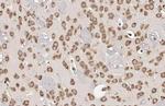 RPL32 Antibody in Immunohistochemistry (Paraffin) (IHC (P))