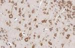 RPL32 Antibody in Immunohistochemistry (Paraffin) (IHC (P))