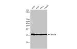 RPL32 Antibody in Western Blot (WB)