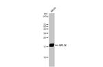 RPL32 Antibody in Western Blot (WB)