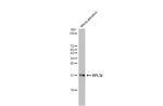 RPL32 Antibody in Western Blot (WB)