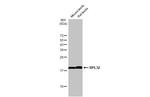 RPL32 Antibody in Western Blot (WB)