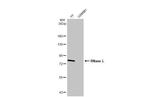 RNaseL Antibody in Western Blot (WB)