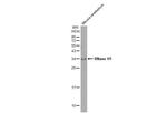 RNaseH1 Antibody in Western Blot (WB)