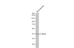 PELO Antibody in Western Blot (WB)