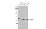 PELO Antibody in Western Blot (WB)