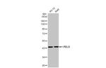 PELO Antibody in Western Blot (WB)