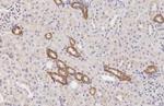 Calcium Sensing Receptor Antibody in Immunohistochemistry (Paraffin) (IHC (P))