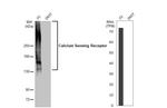 Calcium Sensing Receptor Antibody in Western Blot (WB)