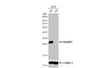 RANBP1 Antibody in Western Blot (WB)