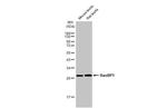 RANBP1 Antibody in Western Blot (WB)