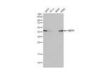 HEY1 Antibody in Western Blot (WB)