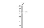 HEY1 Antibody in Western Blot (WB)