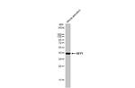 HEY1 Antibody in Western Blot (WB)