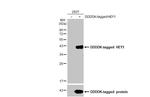 HEY1 Antibody in Western Blot (WB)