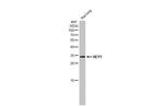 HEY1 Antibody in Western Blot (WB)