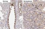 WNT10B Antibody in Immunohistochemistry (Paraffin) (IHC (P))