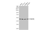 WNT10B Antibody in Western Blot (WB)