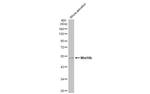 WNT10B Antibody in Western Blot (WB)