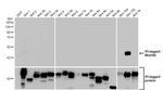 WNT10B Antibody in Western Blot (WB)