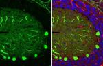 Calbindin D28K Antibody in Immunohistochemistry (Paraffin) (IHC (P))