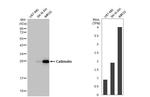 Calbindin D28K Antibody in Western Blot (WB)