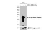 Calbindin D28K Antibody in Western Blot (WB)