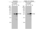 IL-6 Antibody in Western Blot (WB)