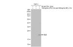 IL-6 Antibody in Western Blot (WB)