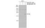 IL-6 Antibody in Western Blot (WB)