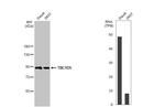 TBC1D5 Antibody in Western Blot (WB)